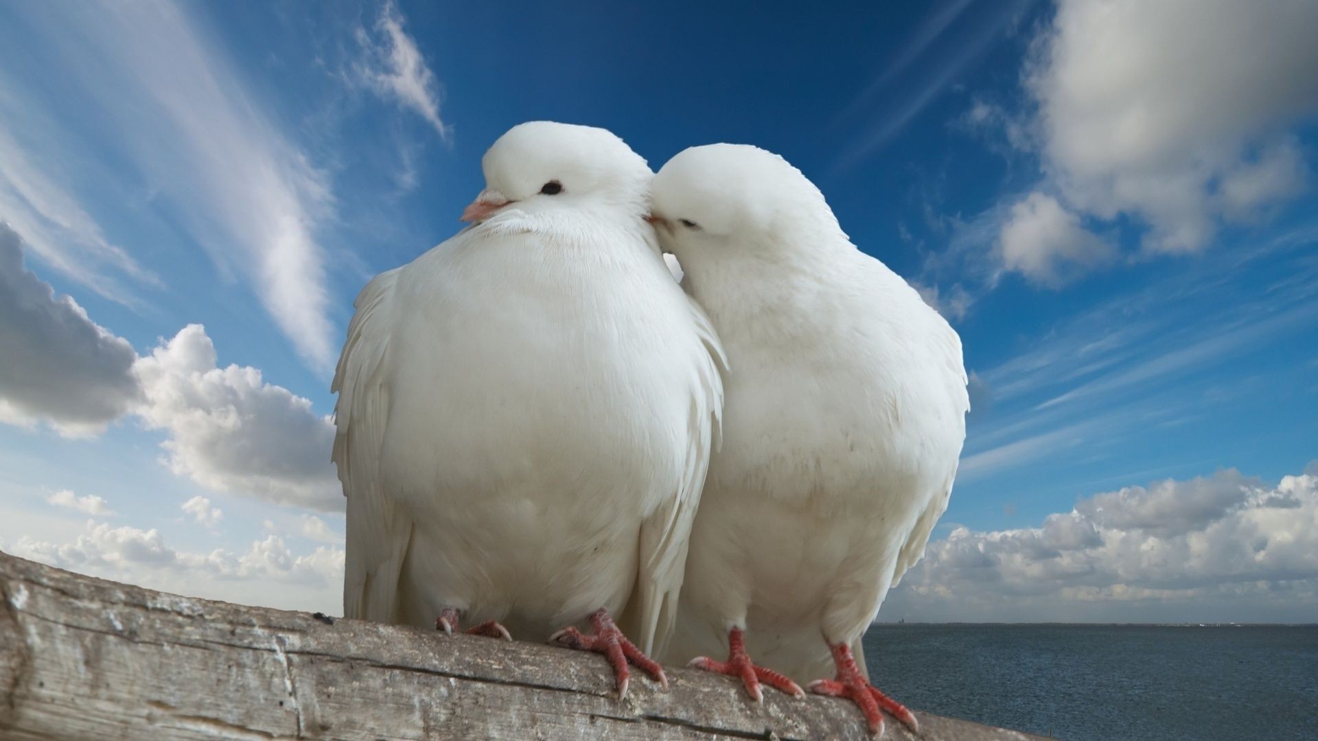 животные птица небо природа на открытом воздухе животное