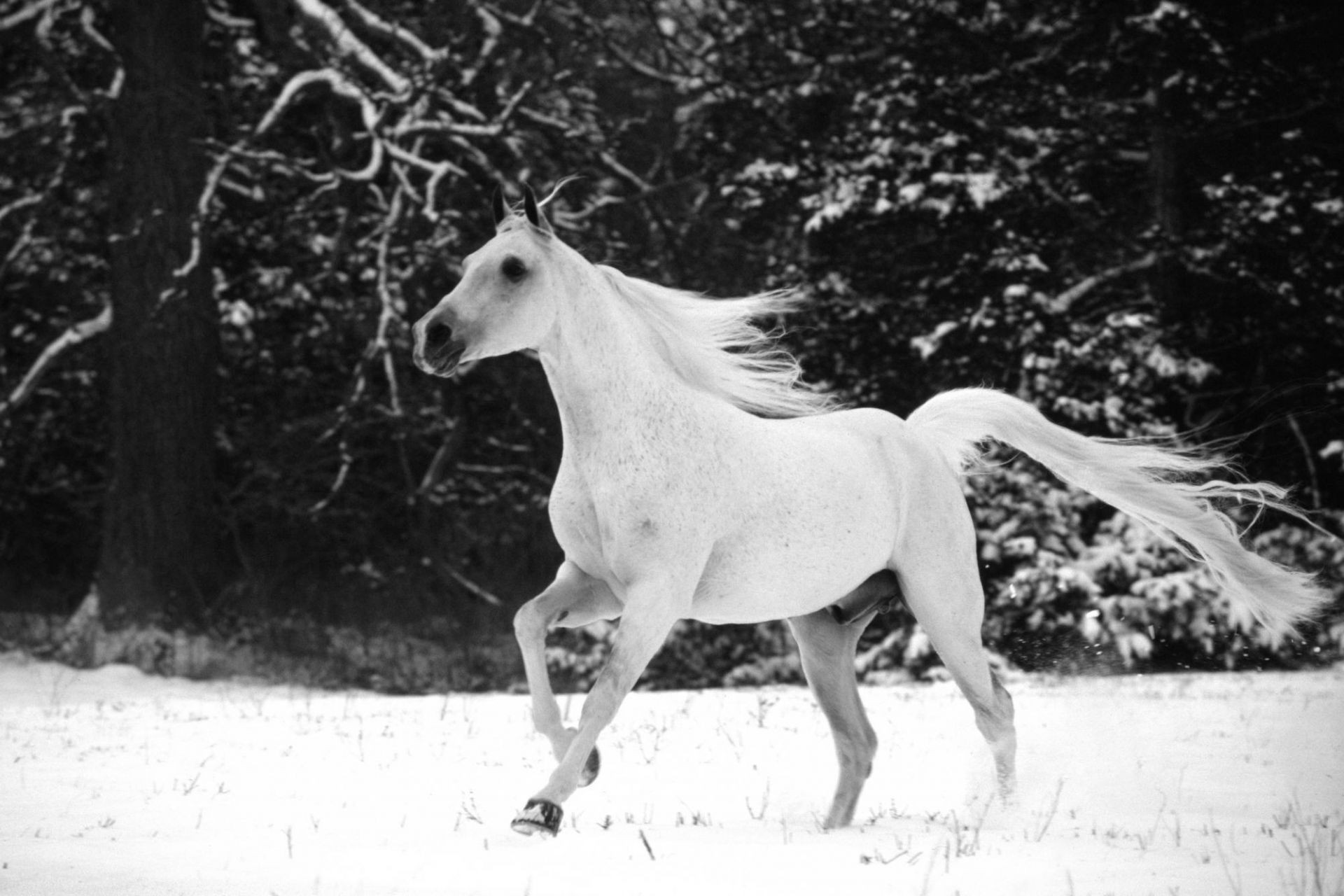 caballos uno caballería mamífero naturaleza retrato animal dos