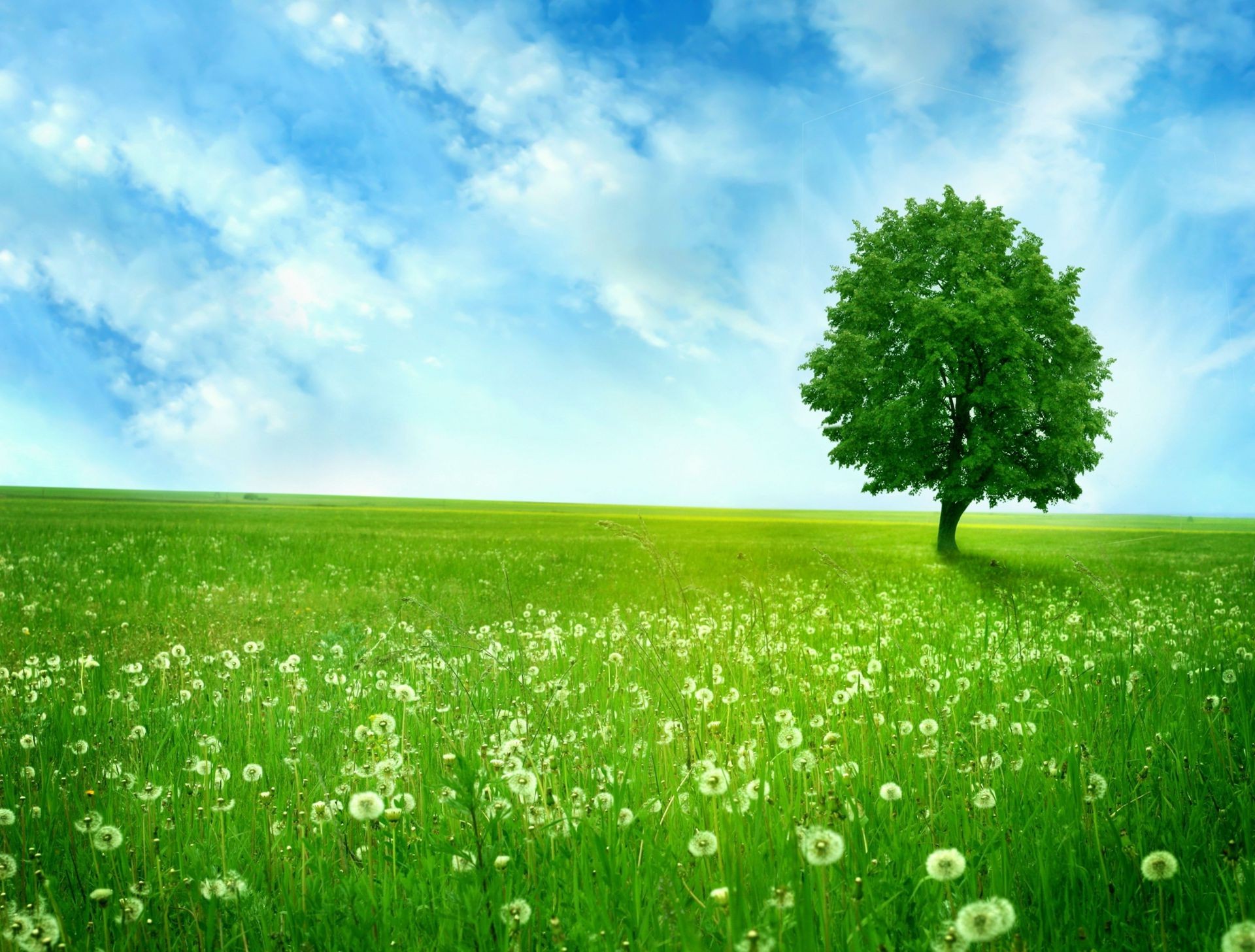 alberi erba campo fieno prato rurale natura campagna crescita pascolo paesaggio sole estate flora bel tempo fattoria nuvola stagione orizzonte cielo