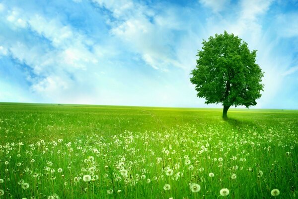 Meadow with a tree and dandelions