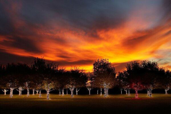 Atardecer bosque noche cielo hermoso