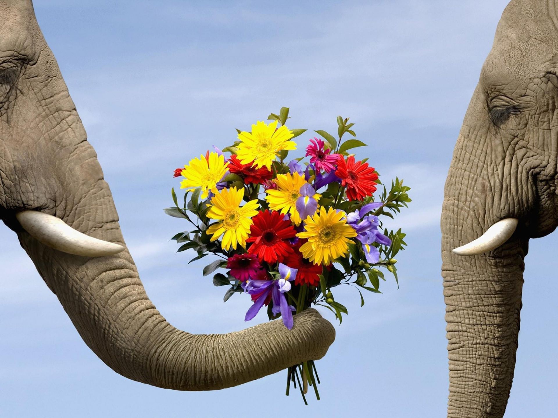 perros elefante tronco naturaleza cielo gato viajes al aire libre vida silvestre grande cabeza grande mamífero animal