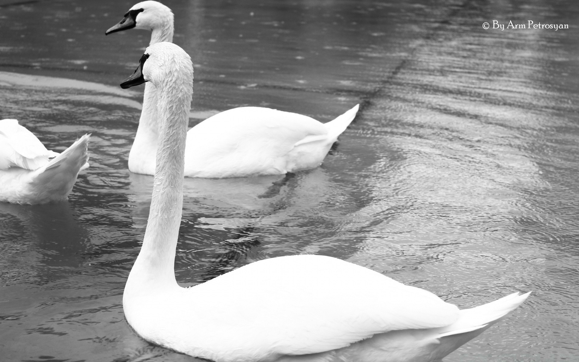 preto e branco cisne pássaro água natureza lago natação ao ar livre vida selvagem água reflexão piscina pena compostura