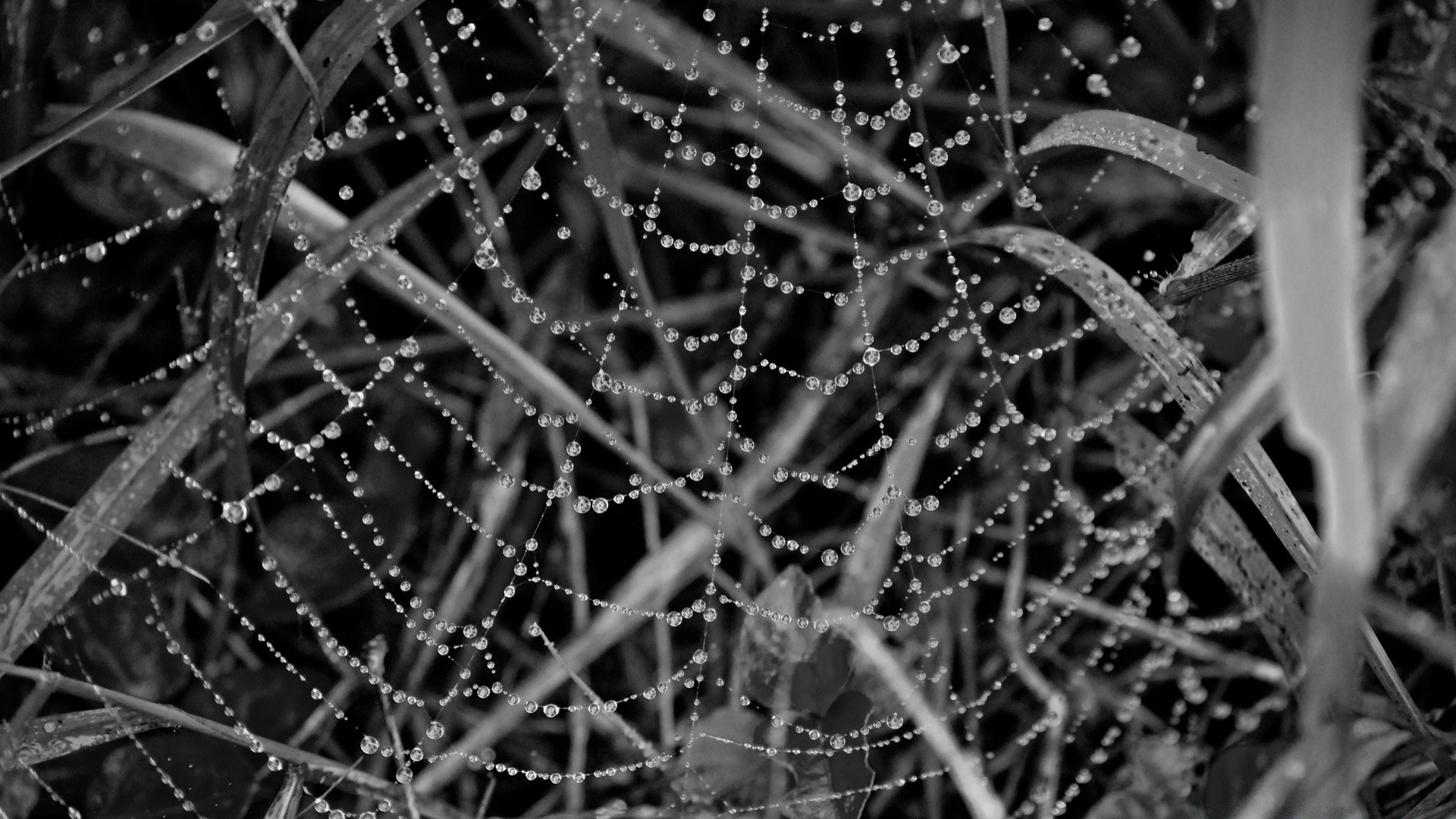 preto e branco aranha teias de aranha web abstrato armadilha teias de aranha textura natureza luz orvalho monocromático padrão complexo chuva aracnídeo desktop escuro design