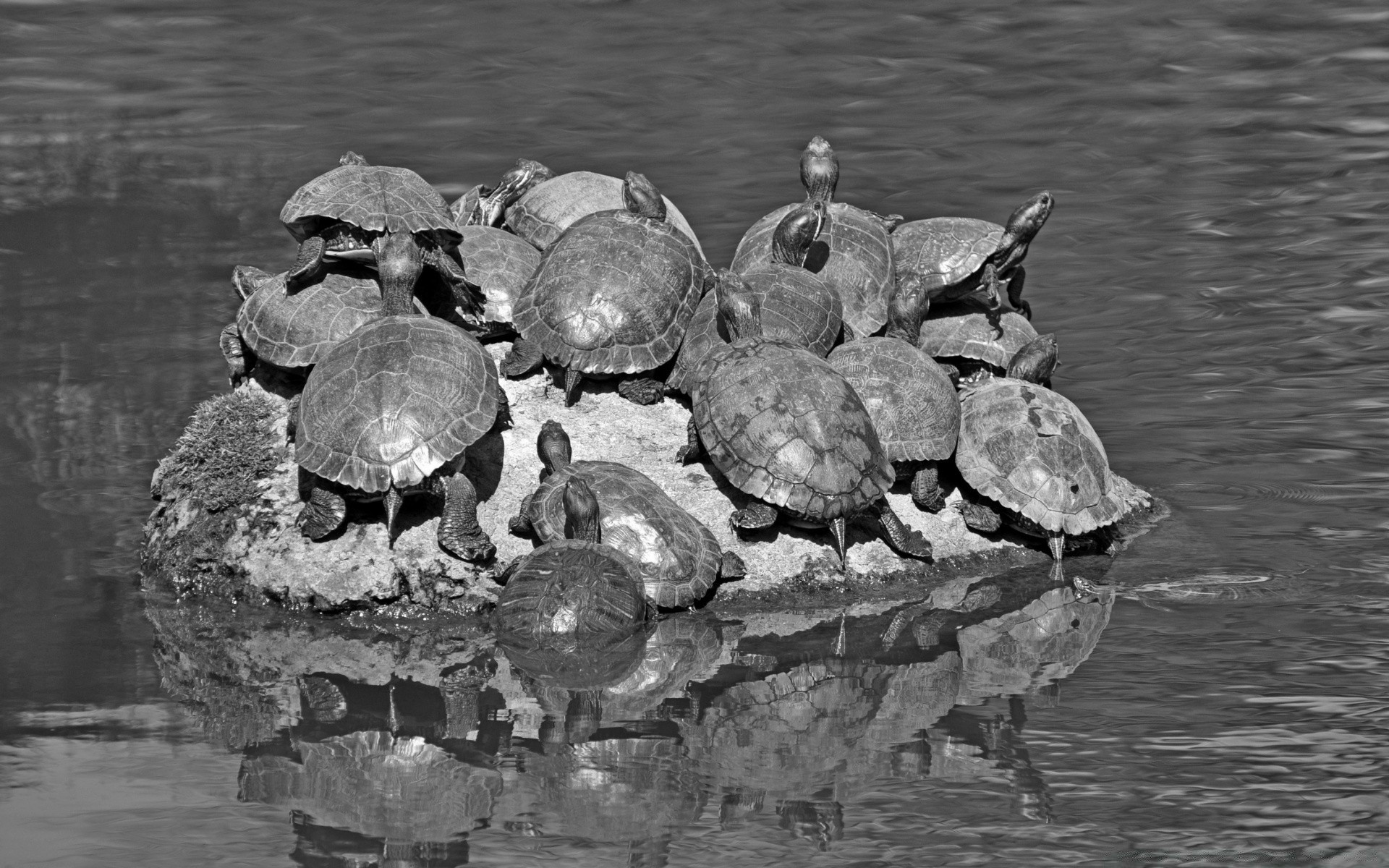 schwarz und weiß wasser schildkröte schwimmbad natur schale gazoo schildkröte see fluss reflexion rock meer langsam hart im freien stein alt