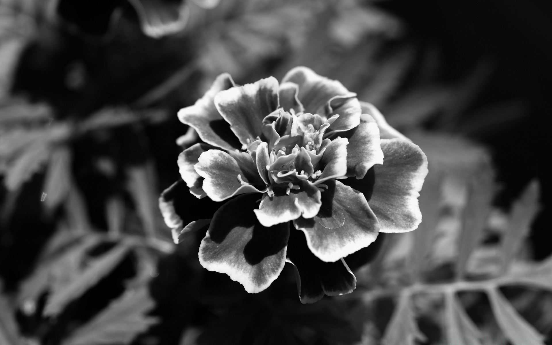 schwarz und weiß blume natur flora blatt garten monochrom schließen schön blühen blütenblatt blumen farbe dekoration baum