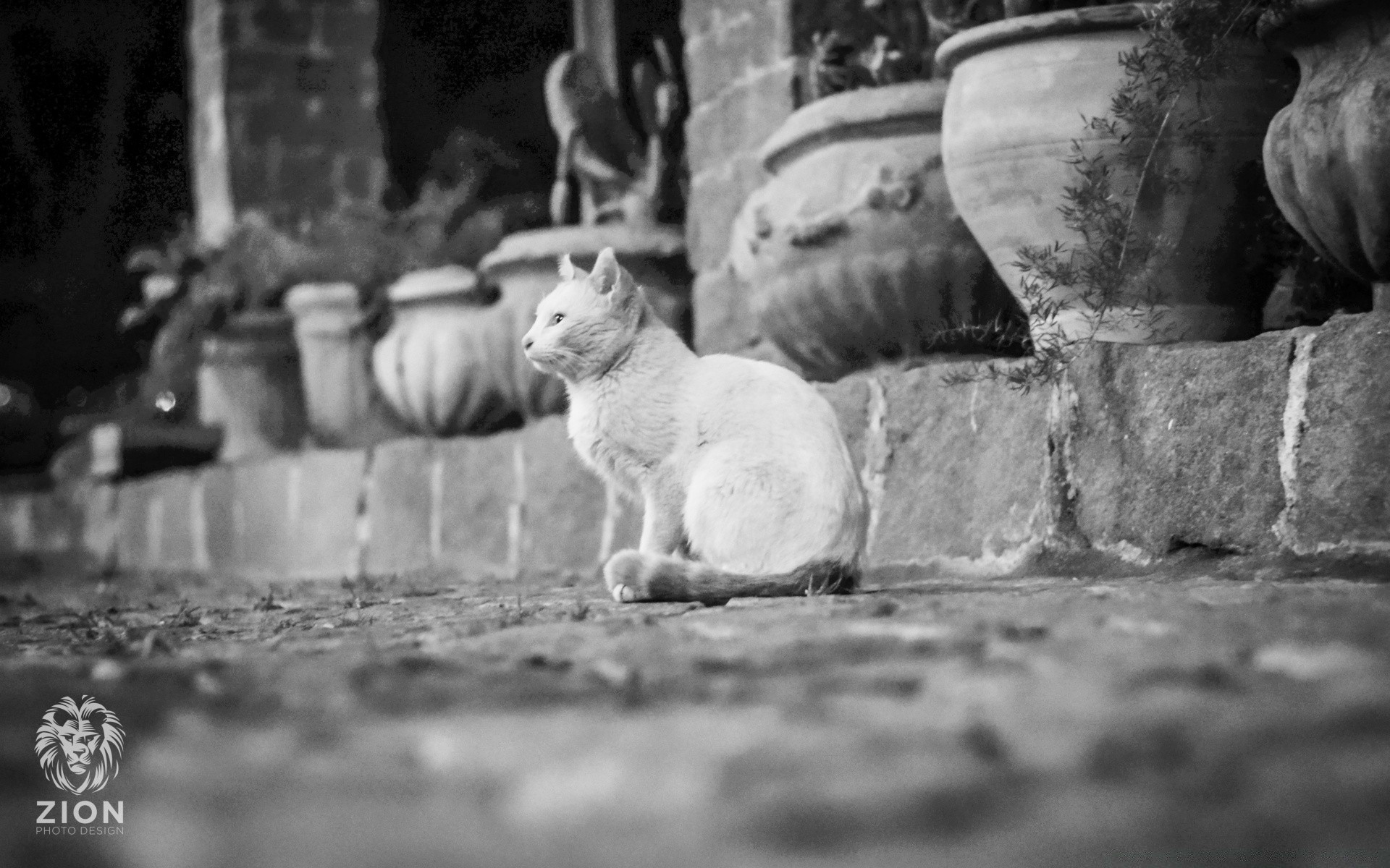 black and white one mammal adult two man monochrome dog animal street outdoors canine portrait