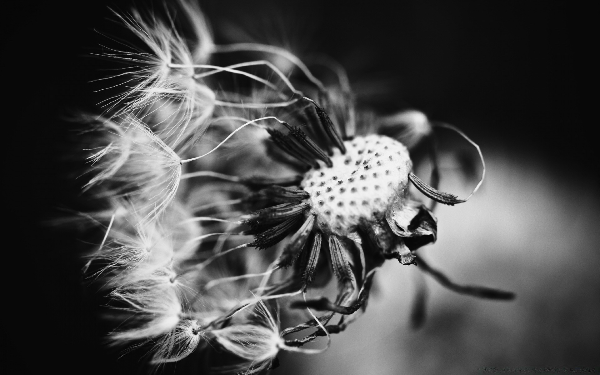 in bianco e nero in bianco e nero natura fiore bella astratto colore arte dente di leone luce