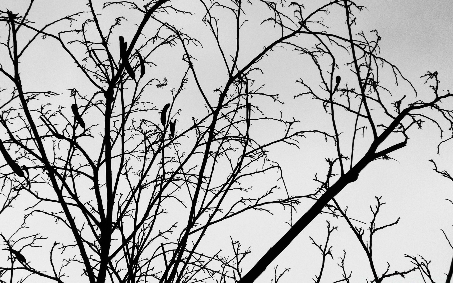 blanco y negro árbol rama naturaleza silueta hoja madera invierno corteza otoño tronco pájaro temporada escritorio cuervo ramitas solo amanecer miércoles