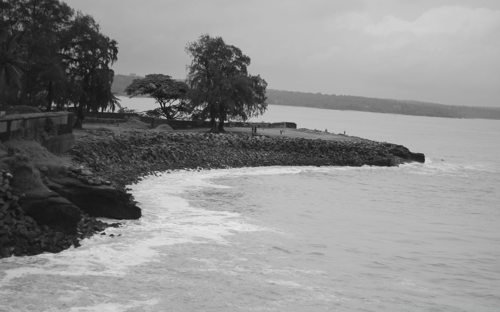 czarno-biały woda plaża morze krajobraz morze ocean drzewo