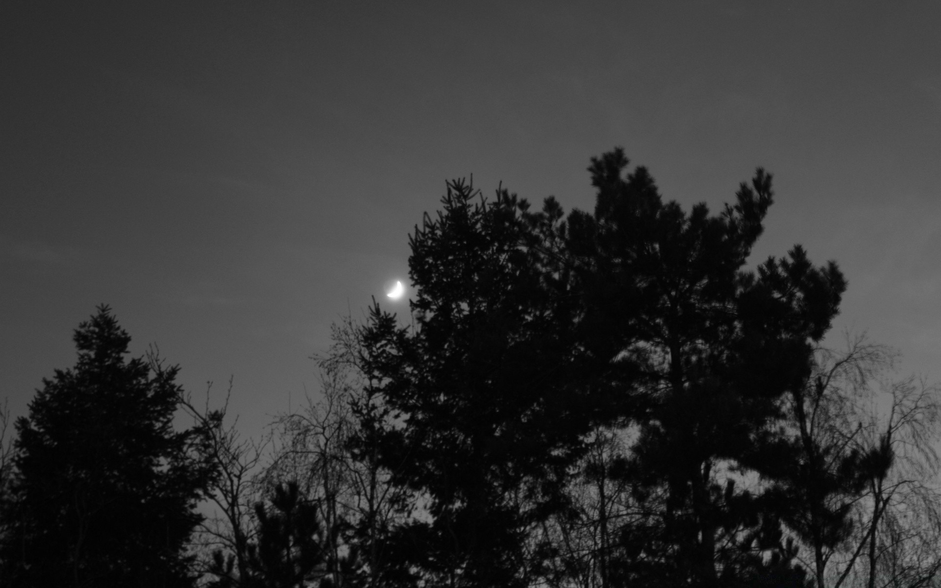 blanco y negro árbol niebla invierno naturaleza monocromo paisaje niebla al aire libre madera amanecer sol silueta nieve coníferas luna cielo otoño uno