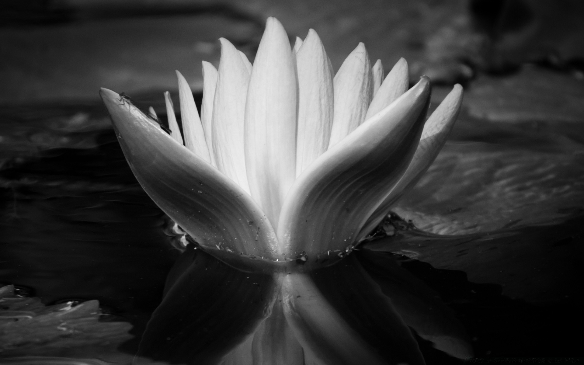 noir et blanc monochrome nature eau fleur feuille lumière