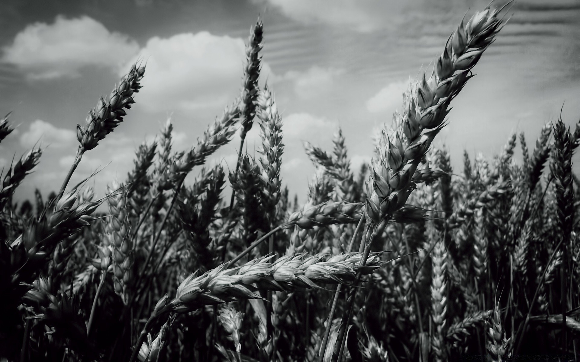 preto e branco cereais trigo pão milho rural centeio colheita palha campo pasto fazenda agricultura semente ouro crescimento cevada campo verão farinha