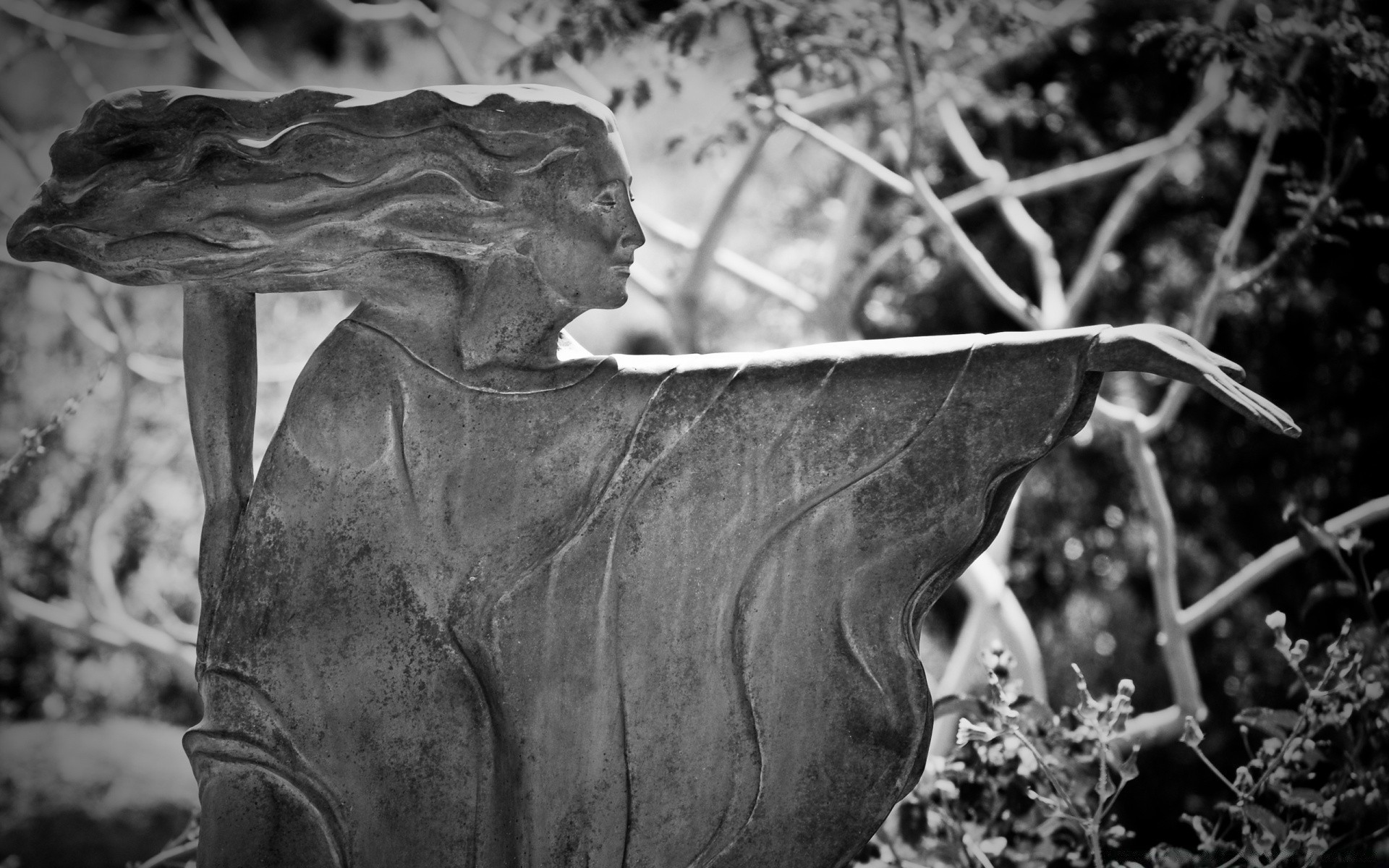 noir et blanc nature unique monochrome à l extérieur bois bois