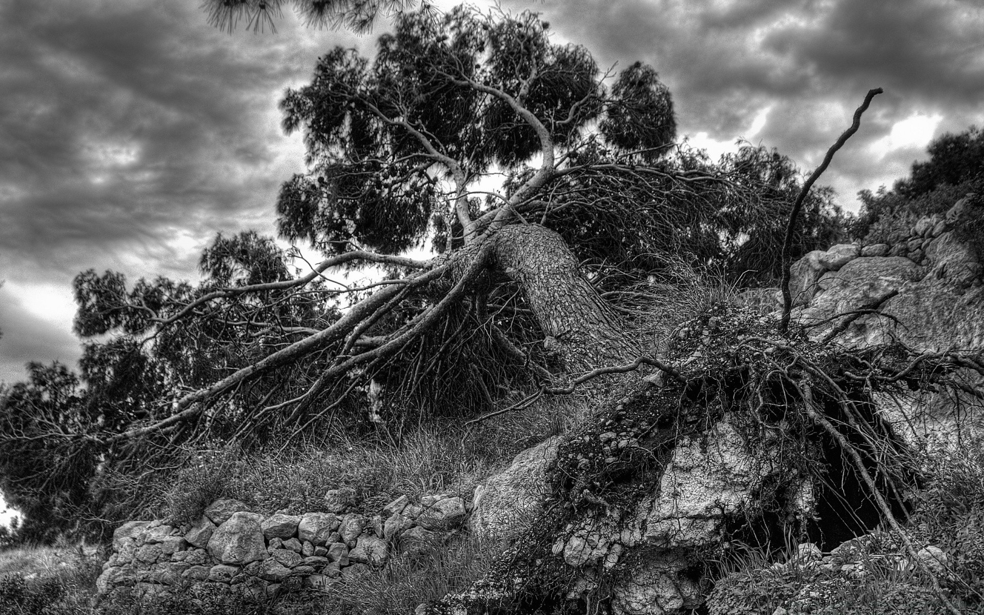 blanco y negro árbol naturaleza paisaje cielo madera al aire libre viajes flora montañas nube roca medio ambiente parque escénico hoja