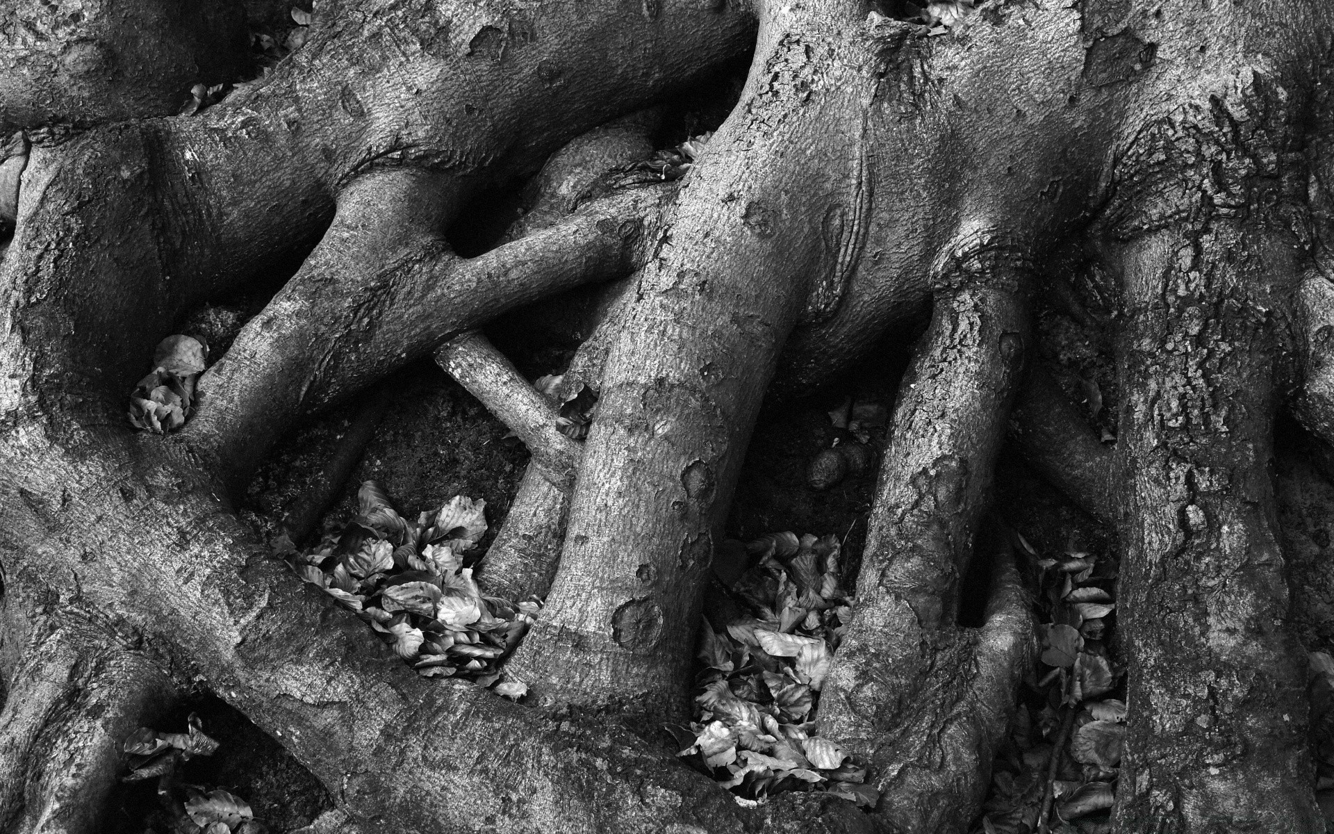 blanco y negro madera viejo madera tronco raíz naturaleza corteza primer plano escritorio textura escultura antiguo religión monocromo arte templo