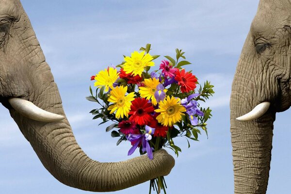 Bouquet romantico per il tuo amato elefante