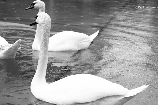 Cygnes blancs noir et blanc