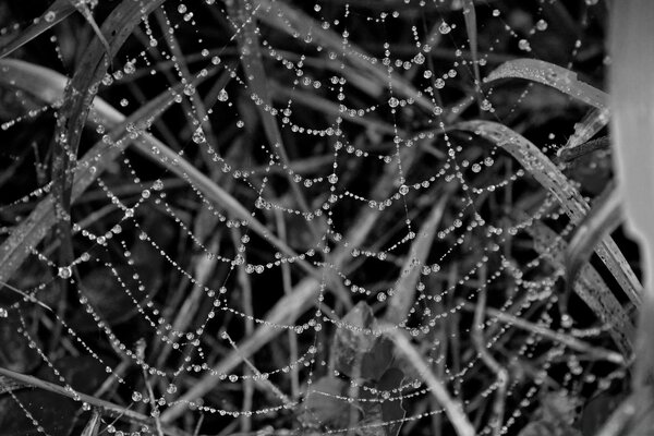 Cobwebs in the grass with dew drops