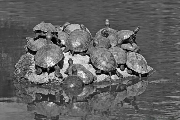 Turtles on a rock in the river