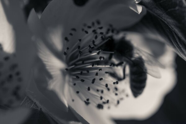 La abeja poliniza la flor borrosa en blanco y negro