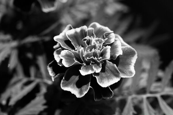 Flor de terciopelo solitario en blanco y negro