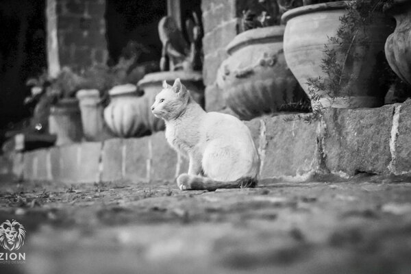 Un chat à côté de vieux pots