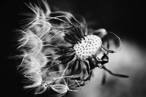 Black and white beautiful flower