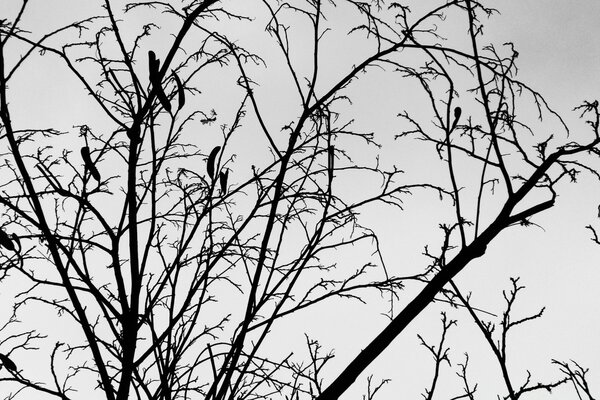 Arbre noir et blanc à l automne