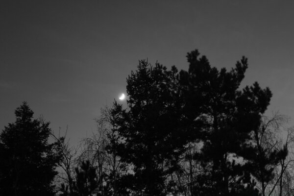 Ein zwielichtiger Himmel mit Mond und Bäumen