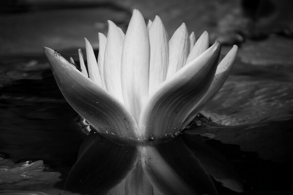 A blooming flower on the surface of the water