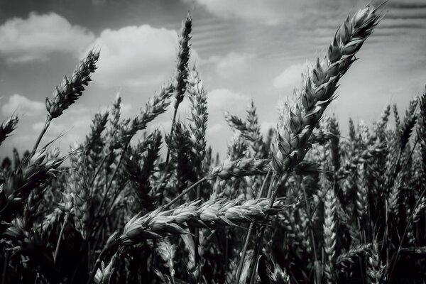 Campo de trigo e céu monocromático