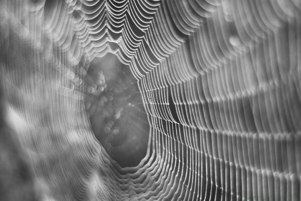 Ragnatela al centro con ragno sfocato in bianco e nero