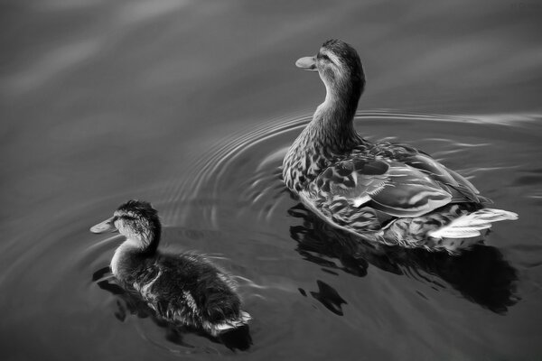 Duck and duckling float on the water