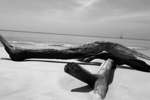 Old trees washed up on the sea beach