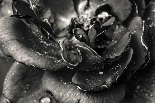 Red rose in black and white