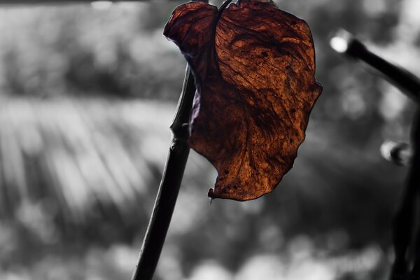 Cold image of a leaf behind glass