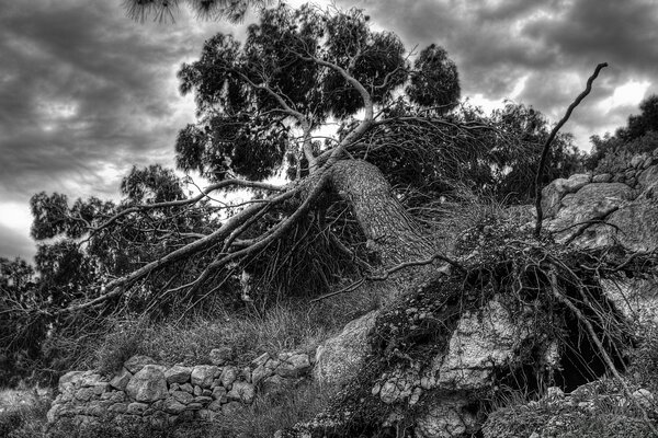 Black and white landscape of nature and sky