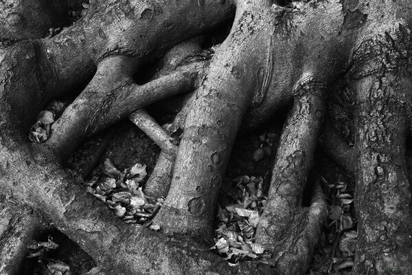 Raíces de madera en blanco y negro y nada más