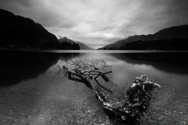 Landschaft eines Baumes, der aus Wasser wächst