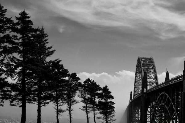 Bosque cerca del puente blanco y negro