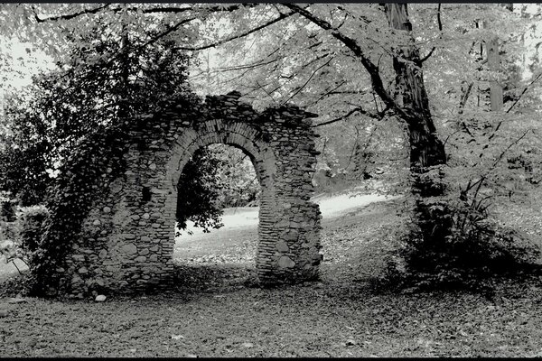 Arbre près de l arche des ruines