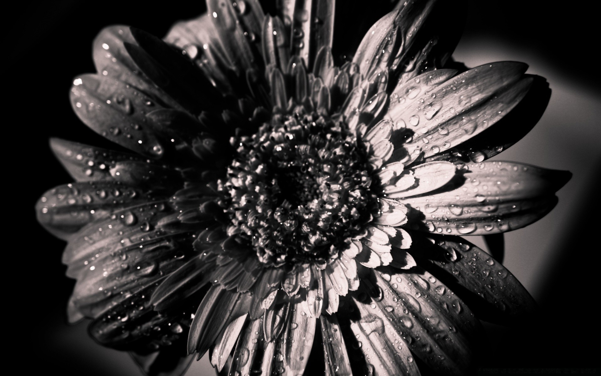 noir et blanc fleur nature belle monochrome flore pétale gros plan jardin couleur feuille