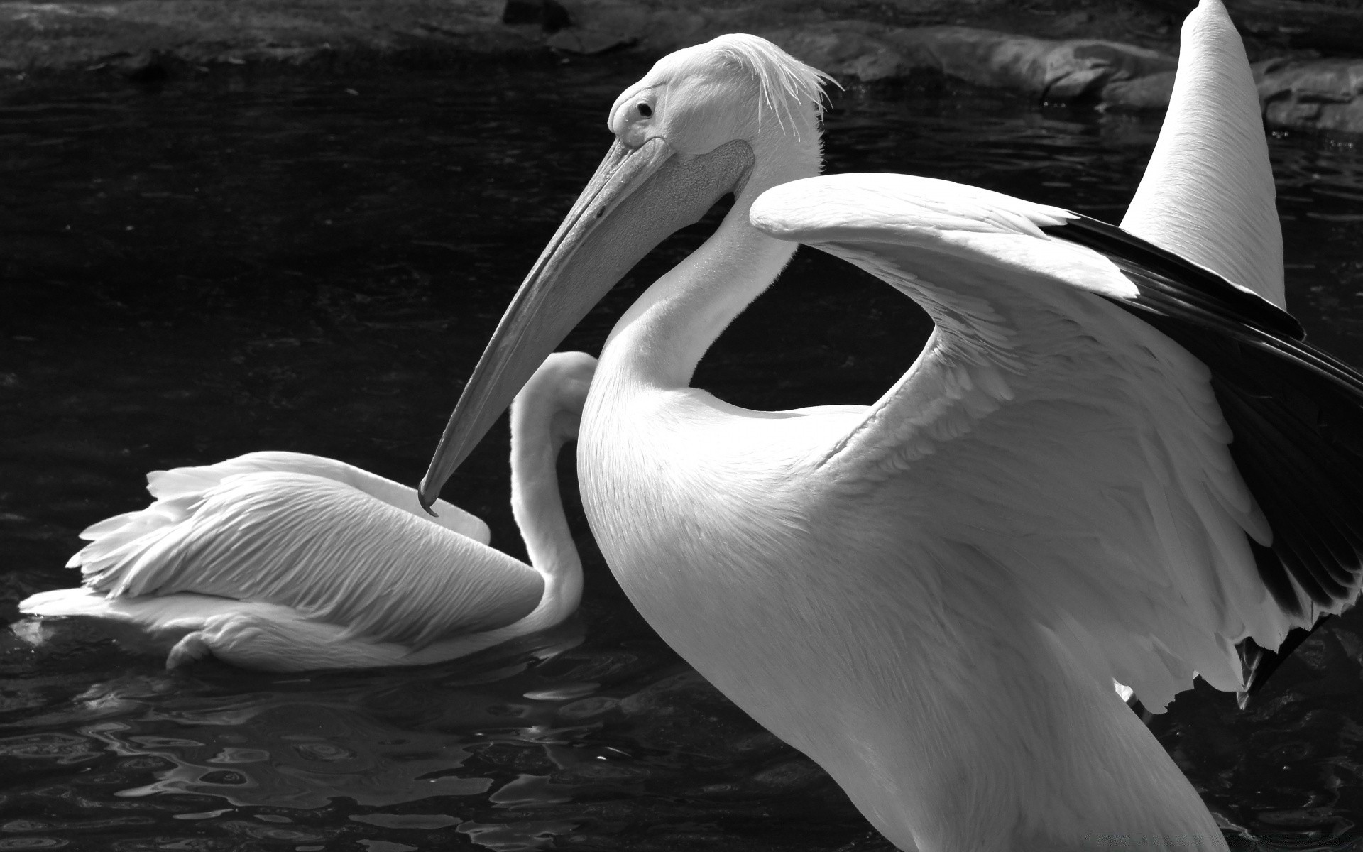 black and white bird pelican water wildlife monochrome swan one lake nature river waterfowl outdoors swimming portrait zoo reflection sea