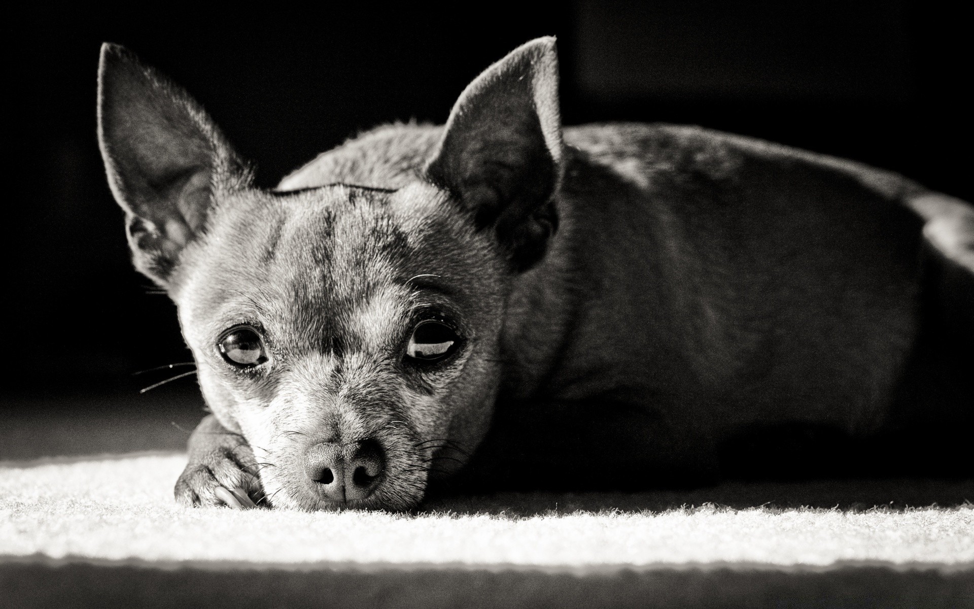 preto e branco mamífero animal de estimação cão cinegrafista retrato animal fofa gato sozinho filhote de cachorro olho pequeno pele doméstico adorável visualização raça