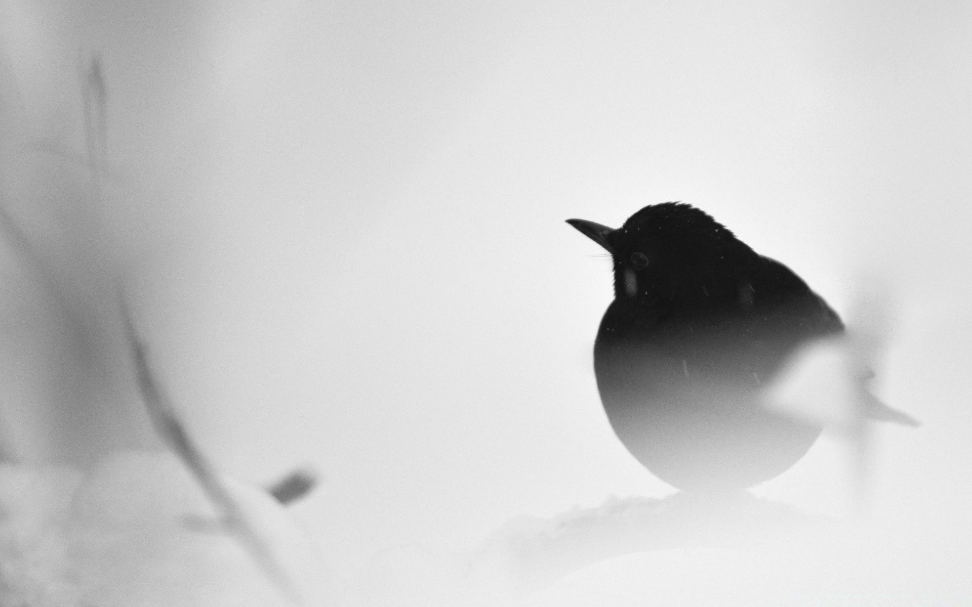 black and white bird monochrome snow winter wildlife nature blur side view one