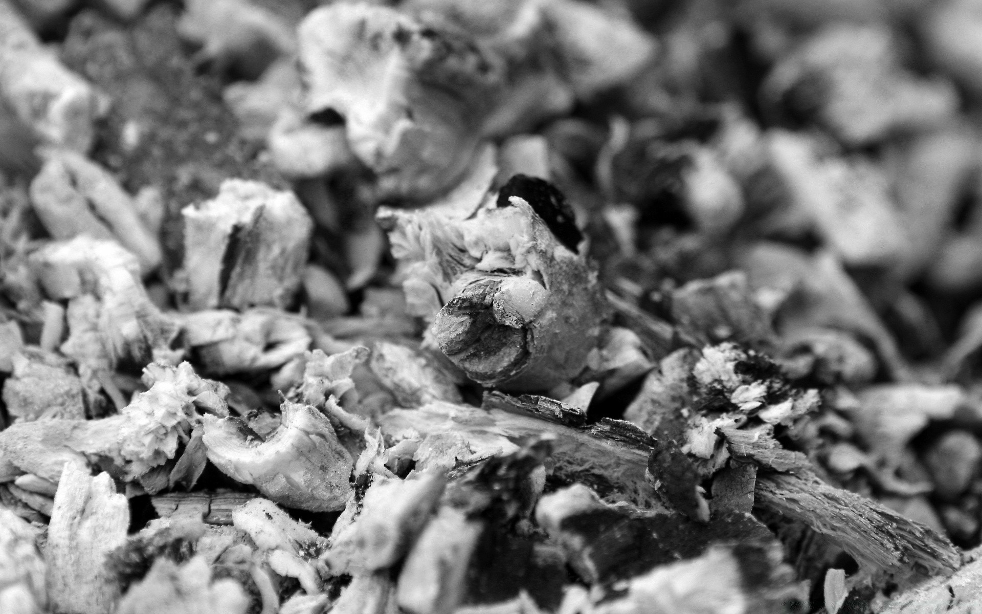 noir et blanc repas nature gros plan beaucoup bureau groupe en bonne santé