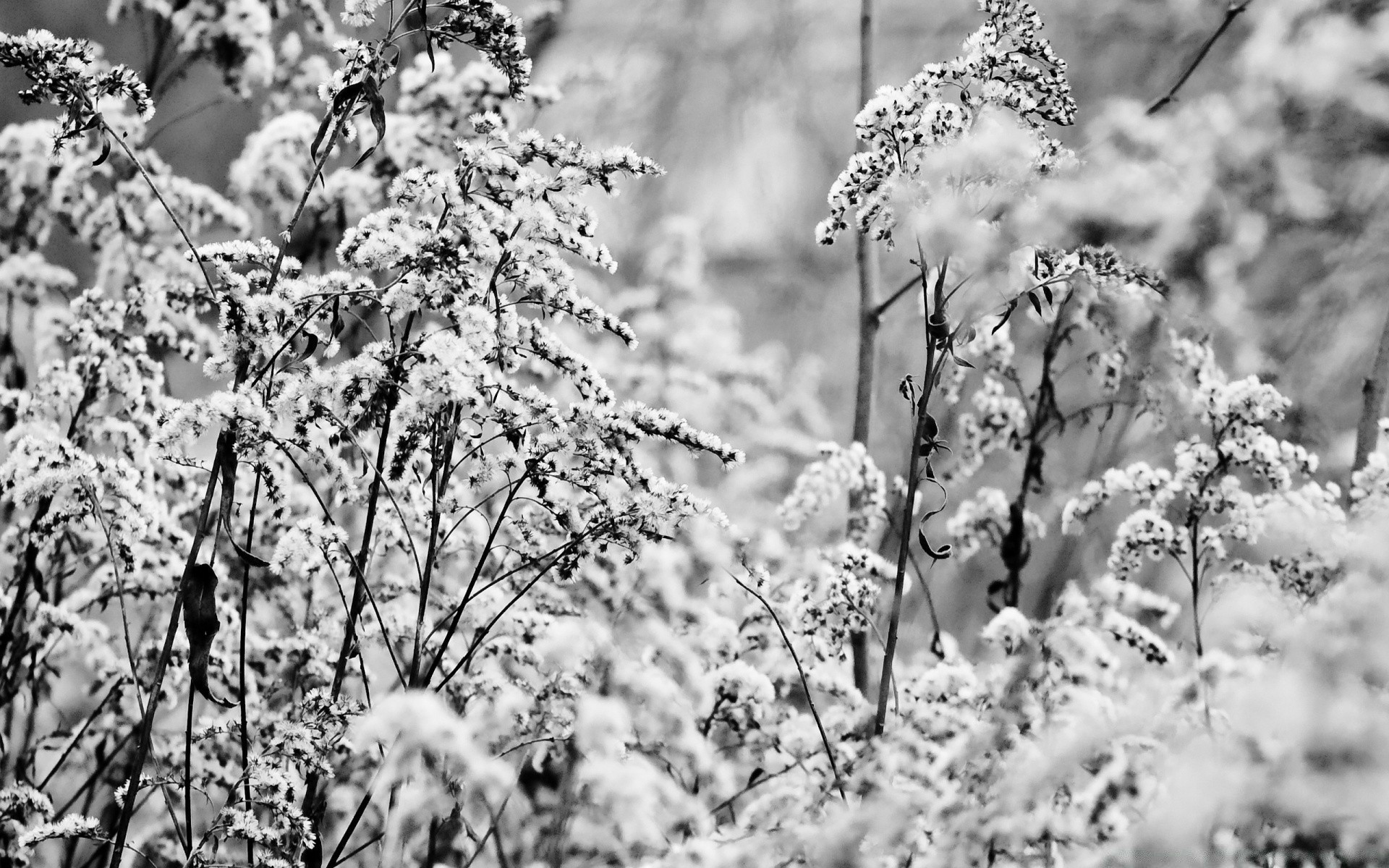 黑色和白色 霜 季节 树 冬天 自然 分支 雪 天气 户外 植物群 木材 景观 冻结 冷