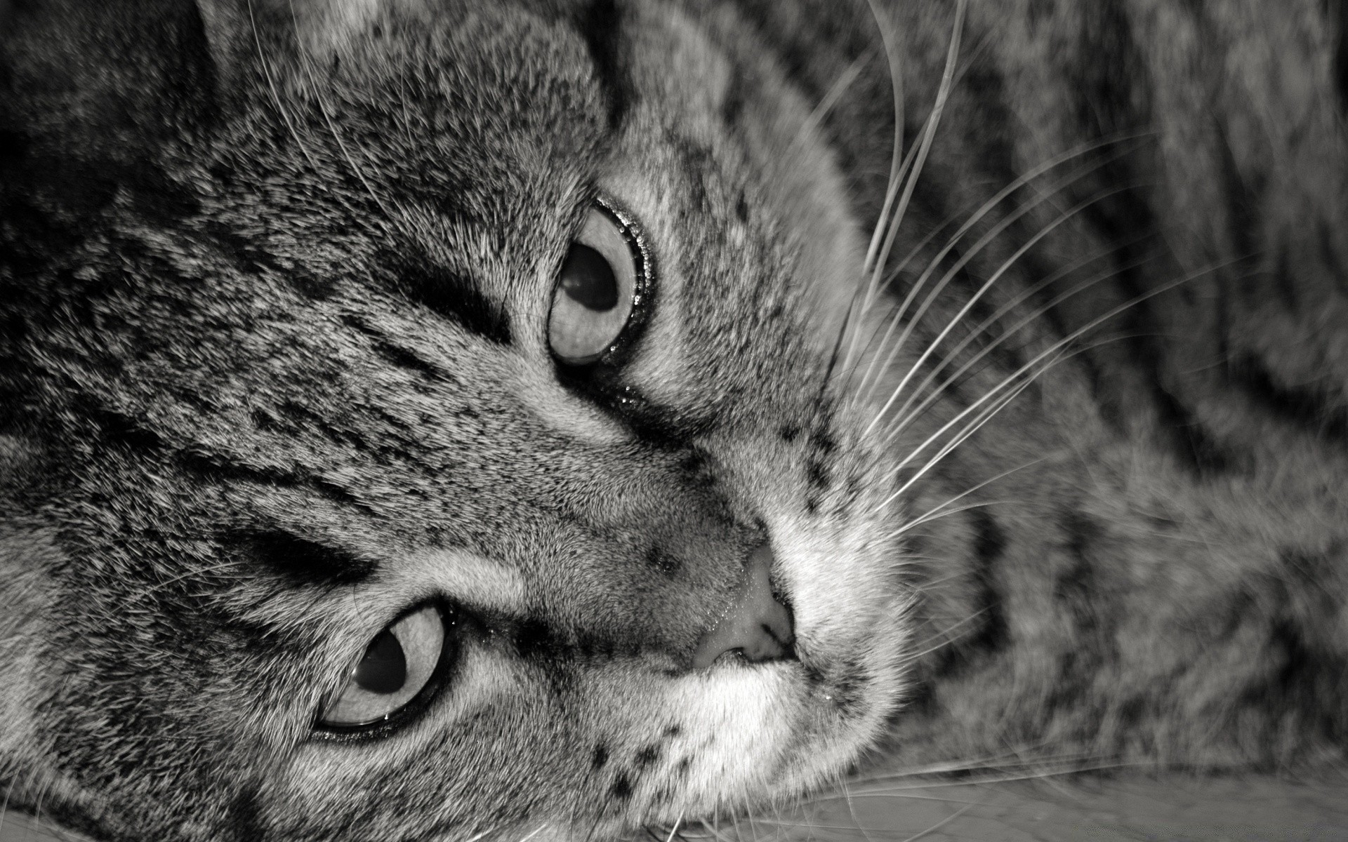 noir et blanc chat animal fourrure oeil portrait mignon mammifère chaton animal de compagnie cheveux tête domestique moustache nez gris visage vue sauvage adorable nature