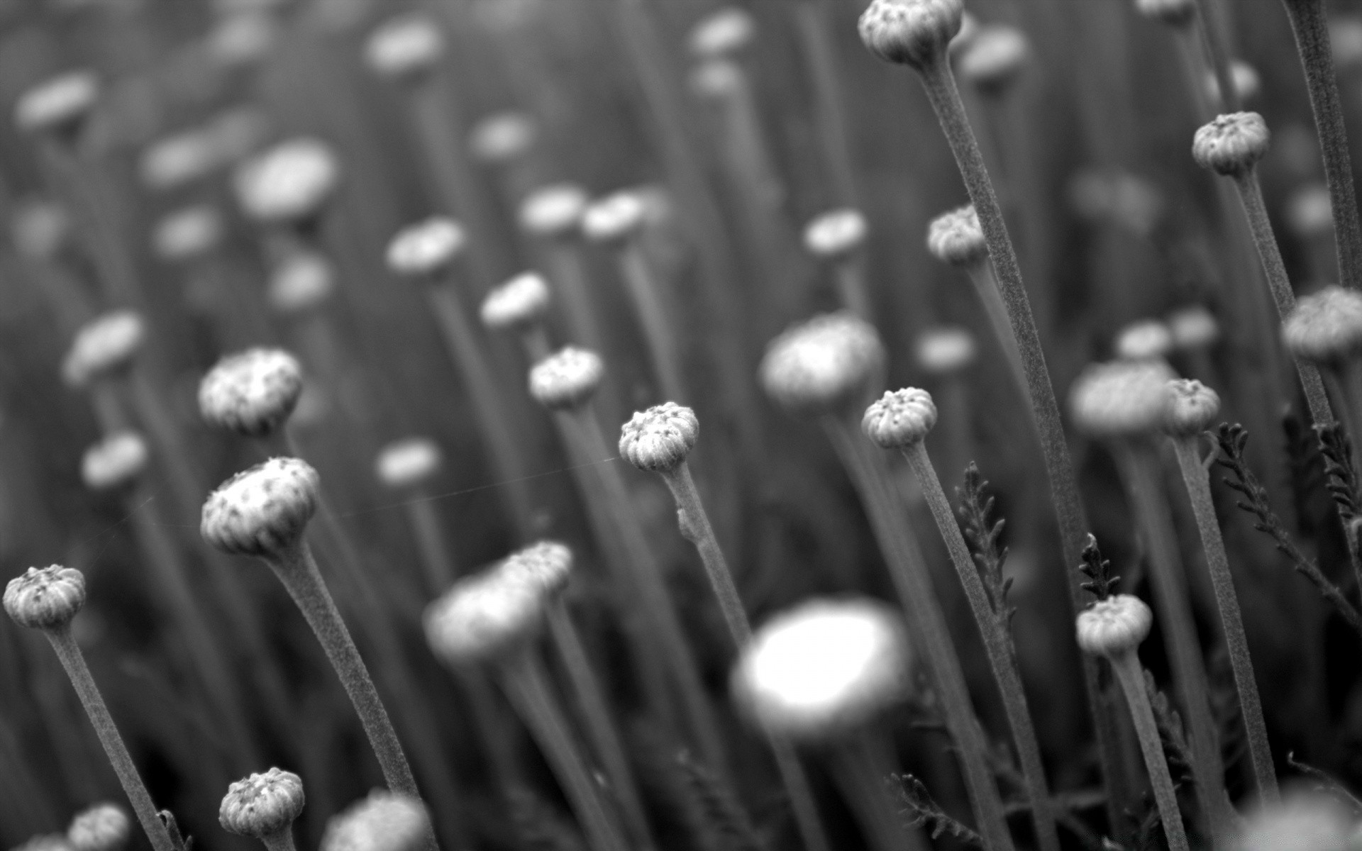 noir et blanc herbe gros plan beaucoup nature bois fleur groupe alimentaire couleur monochrome